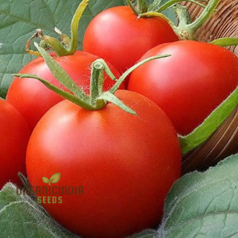 Tomato Seeds ’Moneymaker’ A Variety Known For Its Reliable Yields And Exceptional Flavor Ideal