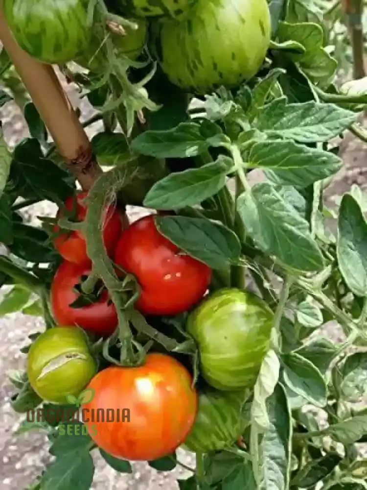 Tomato Tigerella Seeds For Planting Premium Quality Heirloom Successful Gardening Vegetable