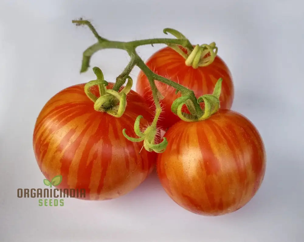 Tomato Tigerella Seeds For Planting Premium Quality Heirloom Successful Gardening Vegetable