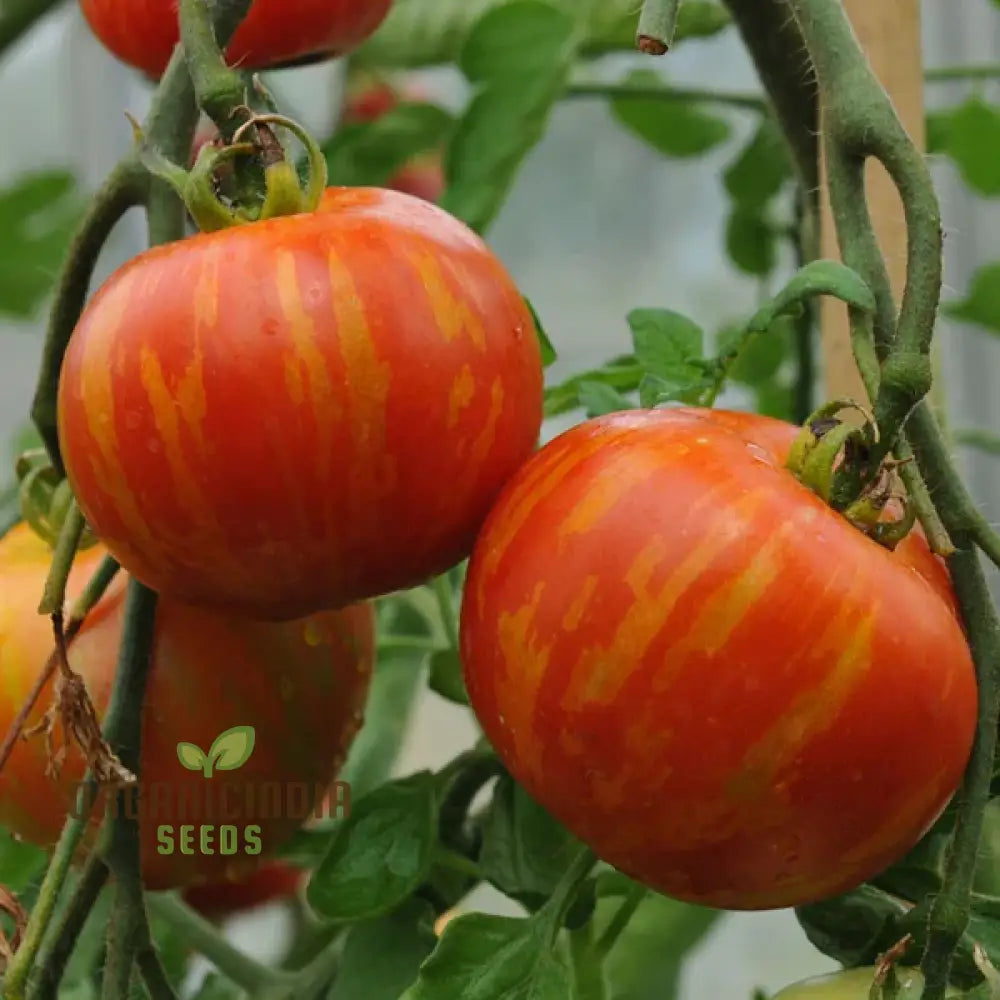 Tomato Tigerella Seeds For Planting Premium Quality Heirloom Successful Gardening Vegetable