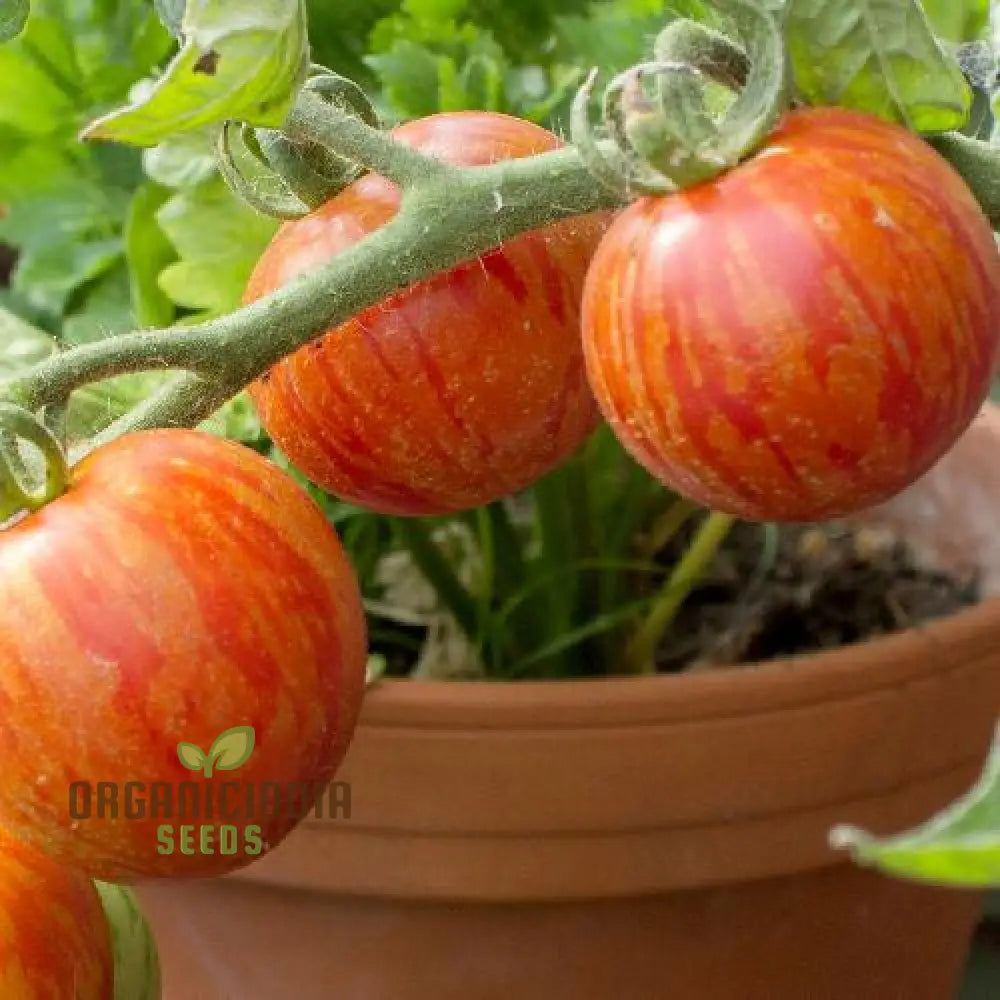 Tomato Tigerella Seeds For Planting Premium Quality Heirloom Successful Gardening Vegetable