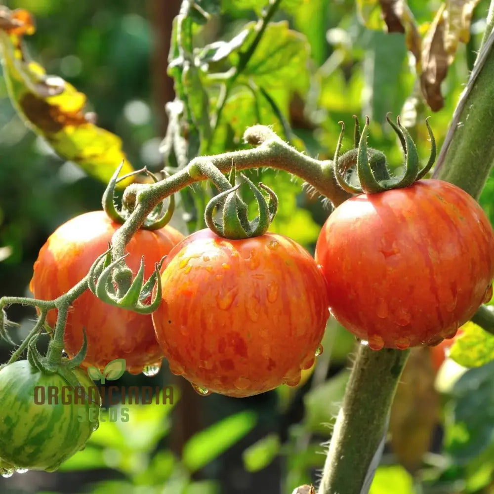 Tomato Tigerella Seeds For Planting Premium Quality Heirloom Successful Gardening Vegetable