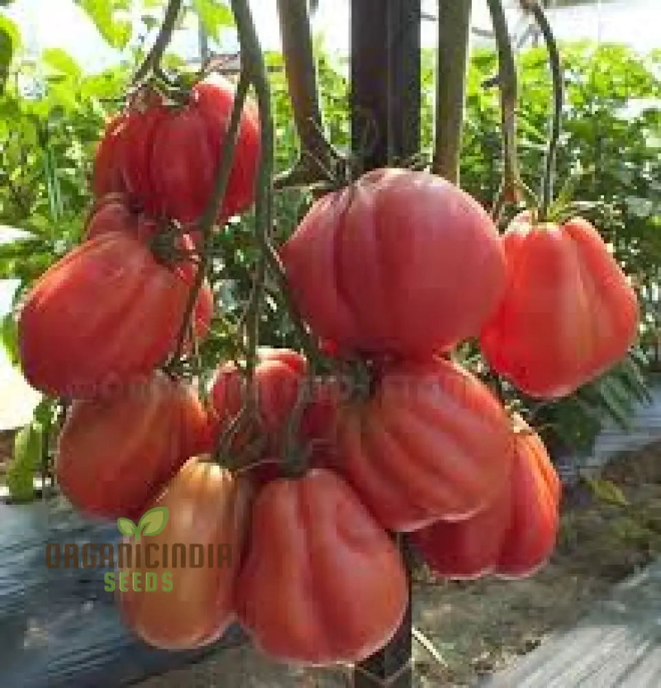 Tomato Tlacolula Seeds – Premium Quality For Gardening Enthusiasts