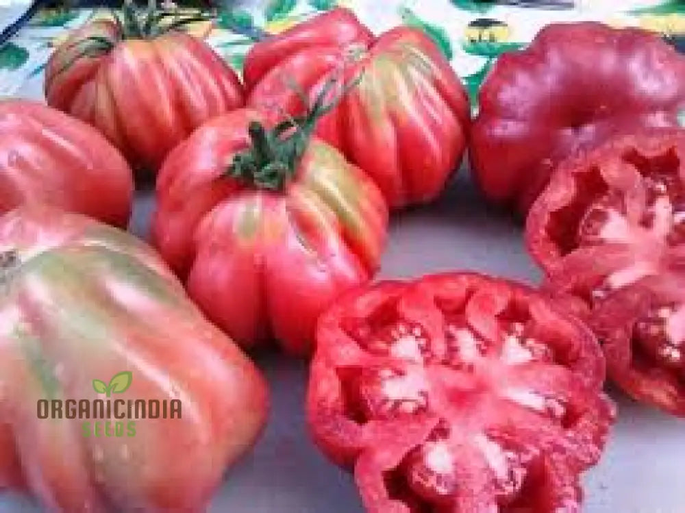 Tomato Tlacolula Seeds – Premium Quality For Gardening Enthusiasts