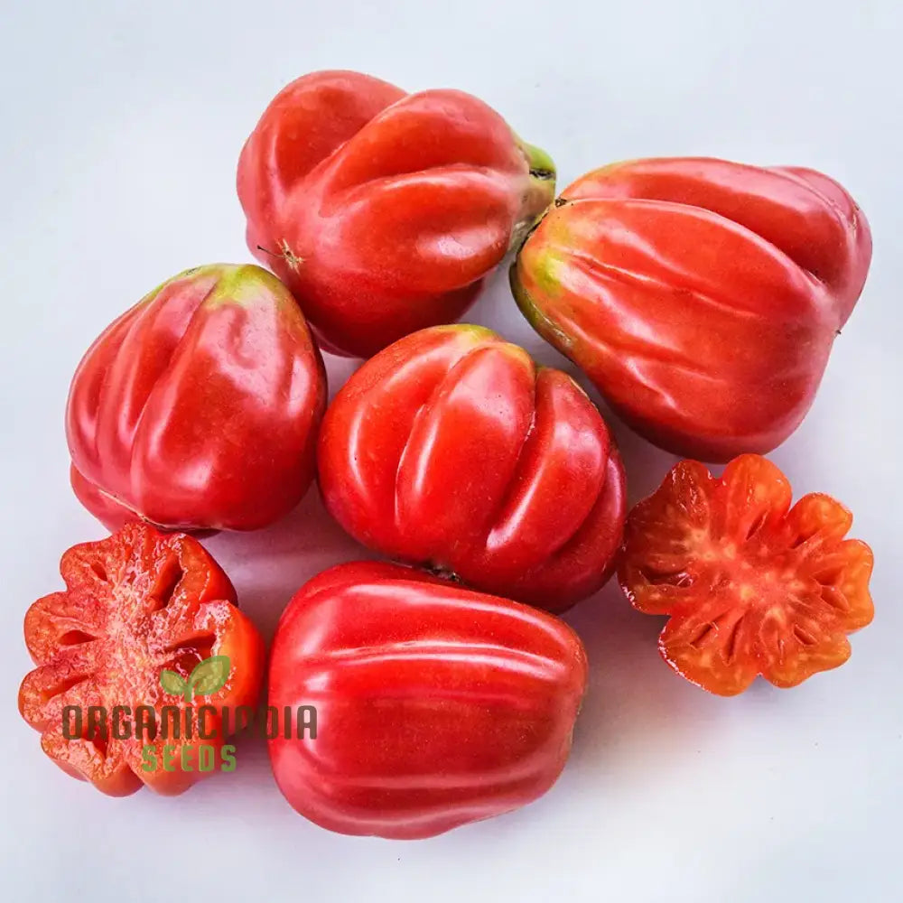 Tomato Tlacolula Seeds – Premium Quality For Gardening Enthusiasts