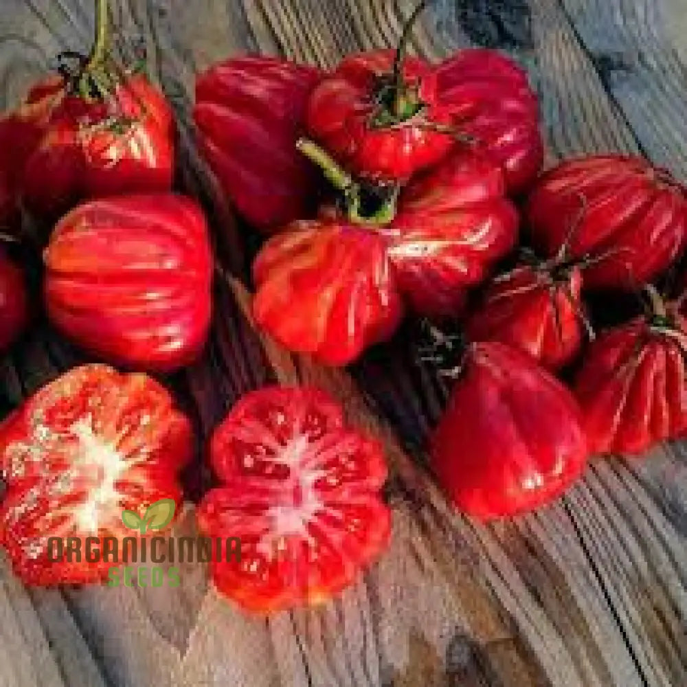 Tomato Tlacolula Seeds – Premium Quality For Gardening Enthusiasts