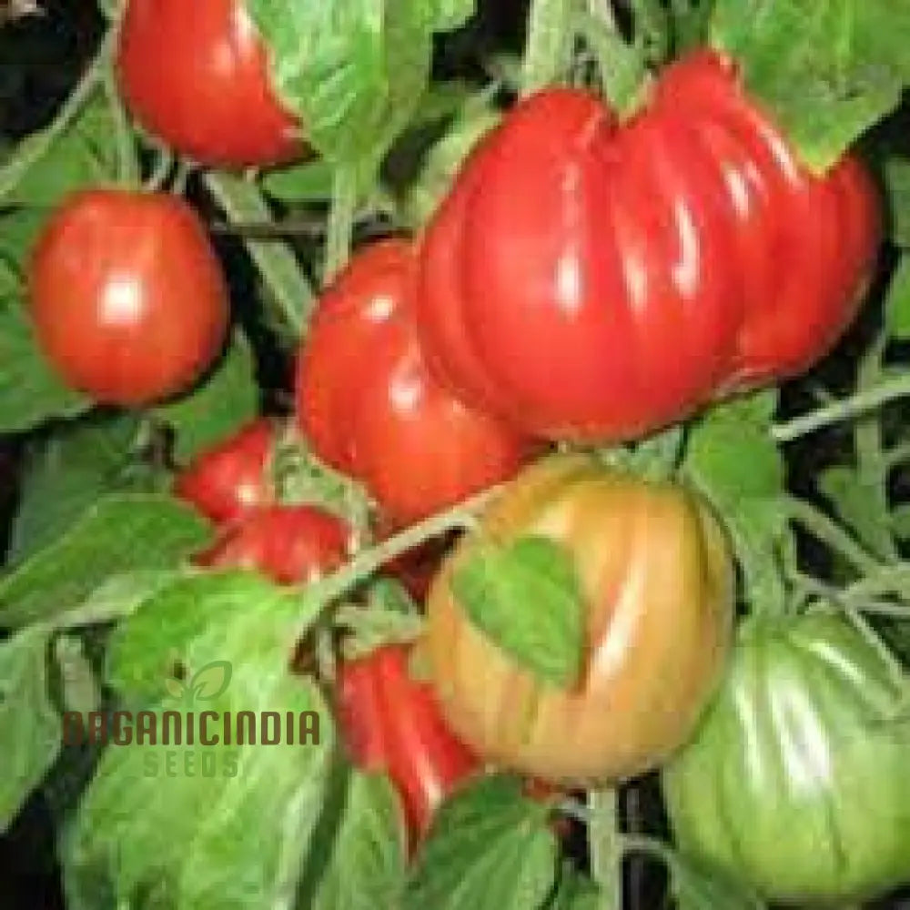 Tomato Tlacolula Seeds – Premium Quality For Gardening Enthusiasts