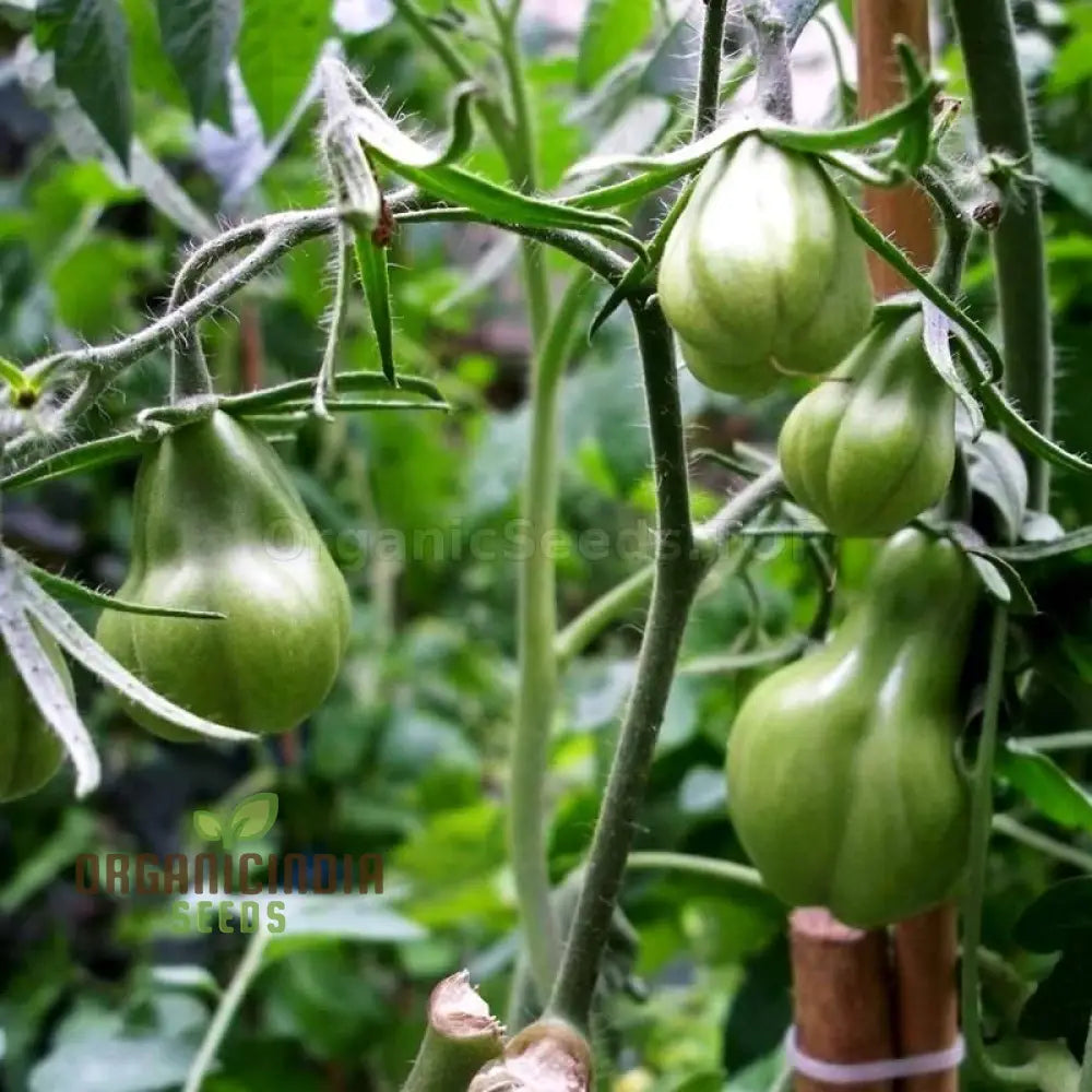 Tomato Tlacolula Seeds – Premium Quality For Gardening Enthusiasts