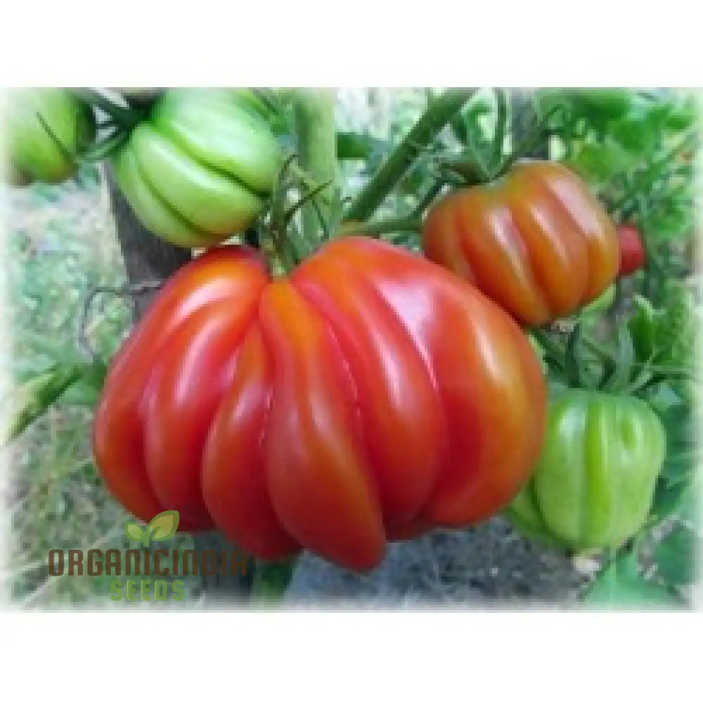 Tomato Tlacolula Seeds – Premium Quality For Gardening Enthusiasts