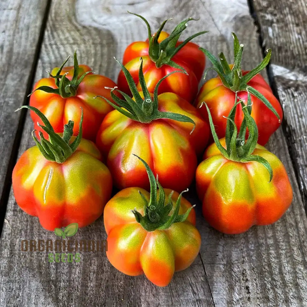 Tomato Tlacolula Seeds – Premium Quality For Gardening Enthusiasts