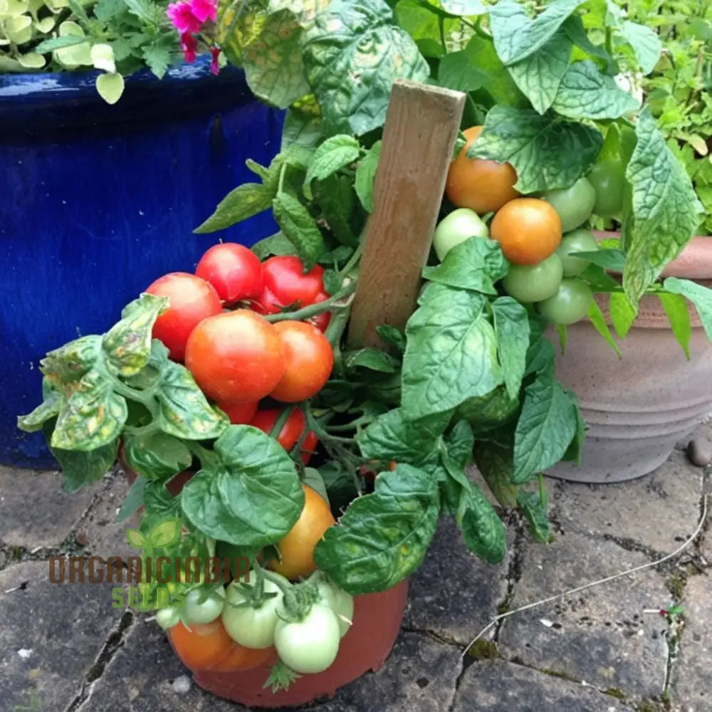 Tomato Totem Seeds - Compact And Productive Plants For Your Garden