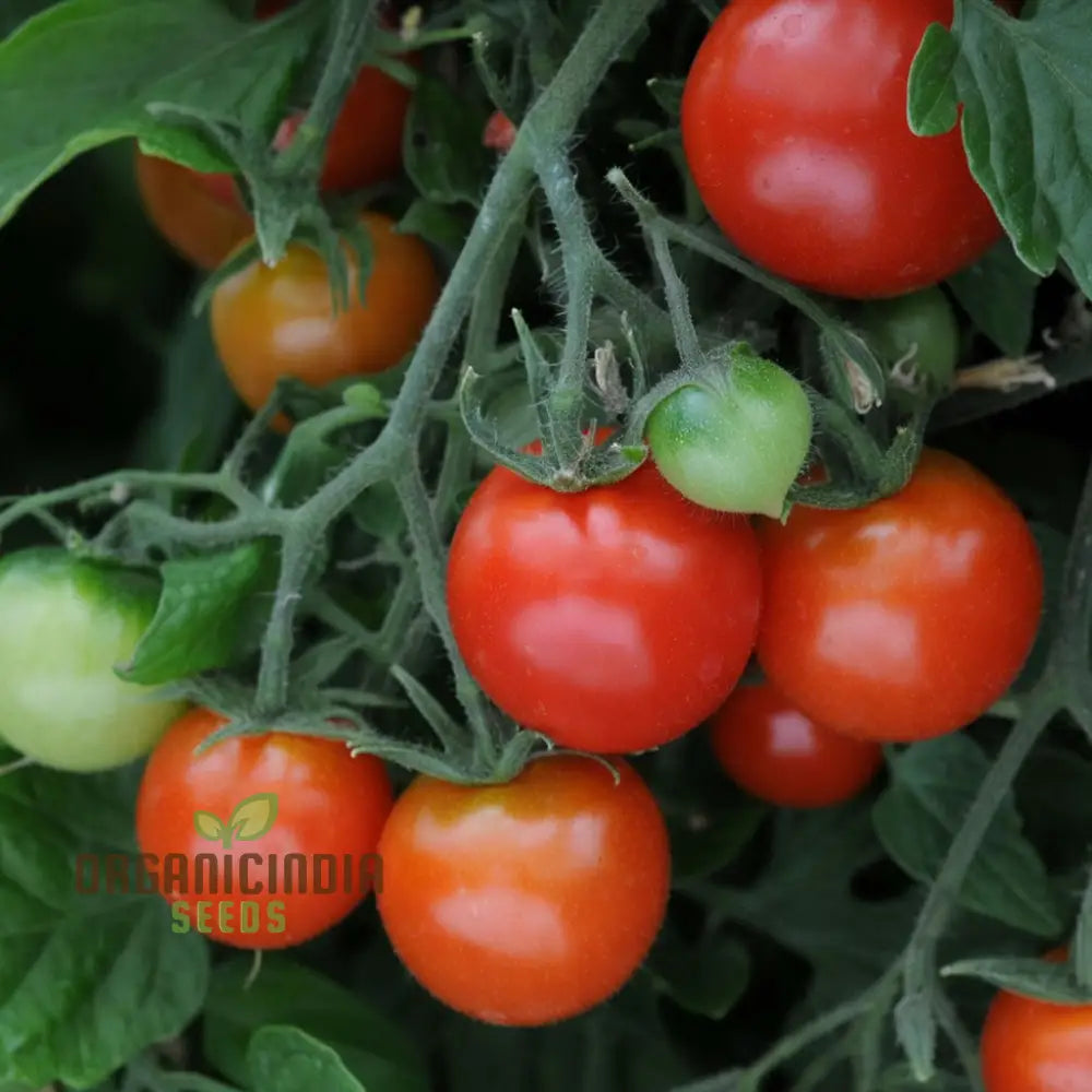 Tomato Totem Seeds - Compact And Productive Plants For Your Garden