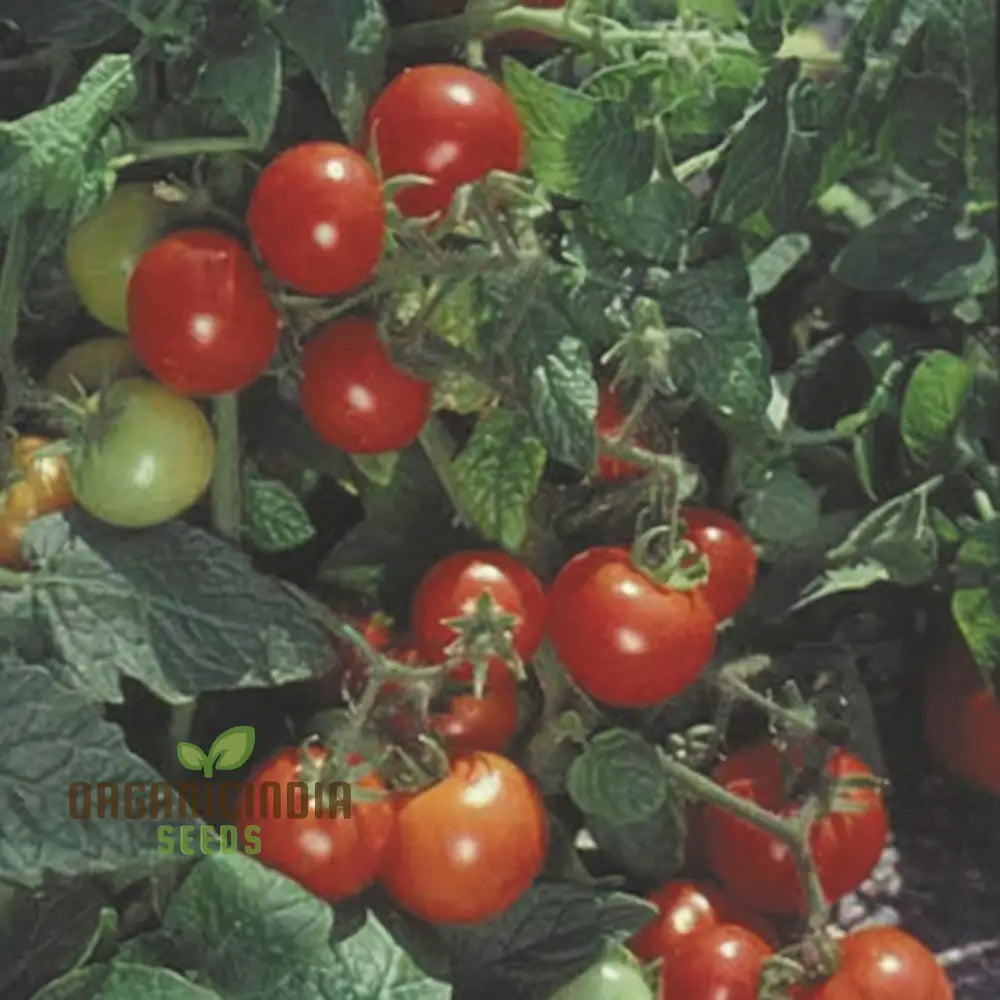 Tomato Totem Seeds - Compact And Productive Plants For Your Garden