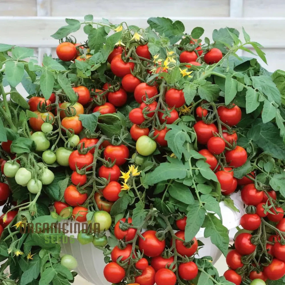 Tomato Totem Seeds - Compact And Productive Plants For Your Garden