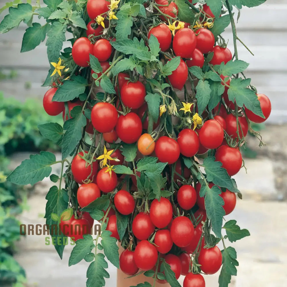 Tomato Tumbler Seeds - Grow Abundant And Delicious Tomatoes