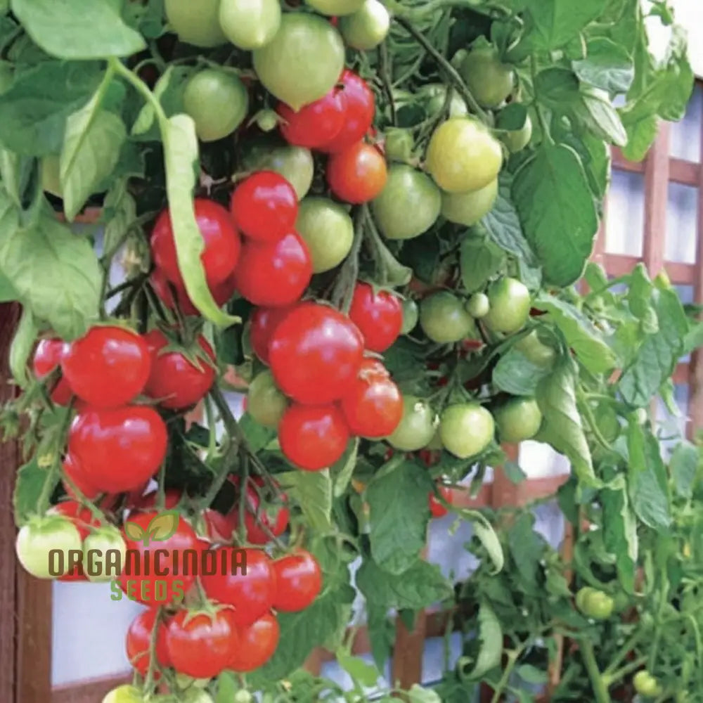 Tomato Tumbler Seeds - Grow Abundant And Delicious Tomatoes