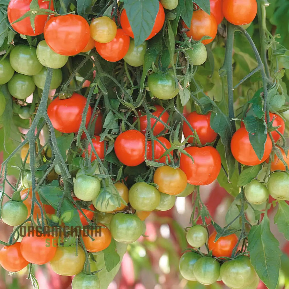 Tomato Tumbler Seeds - Grow Abundant And Delicious Tomatoes