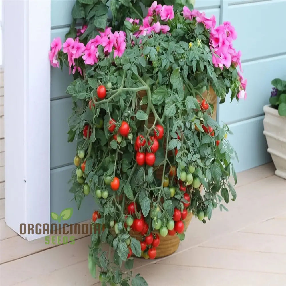 Tomato Tumbling Tom Red Seeds - Perfect For Abundant And Flavorful Hanging Basket Tomatoes