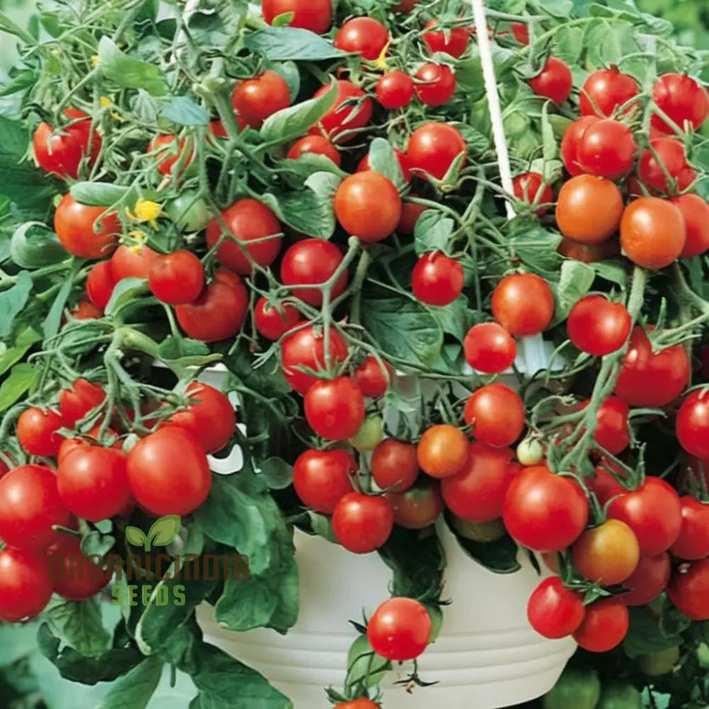 Tomato Tumbling Tom Red Seeds - Perfect For Abundant And Flavorful Hanging Basket Tomatoes