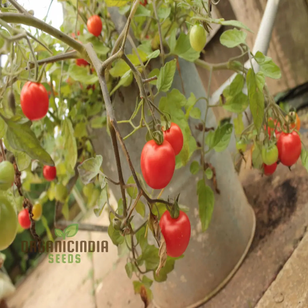 Tomato Tumbling Tom Red Seeds - Perfect For Abundant And Flavorful Hanging Basket Tomatoes