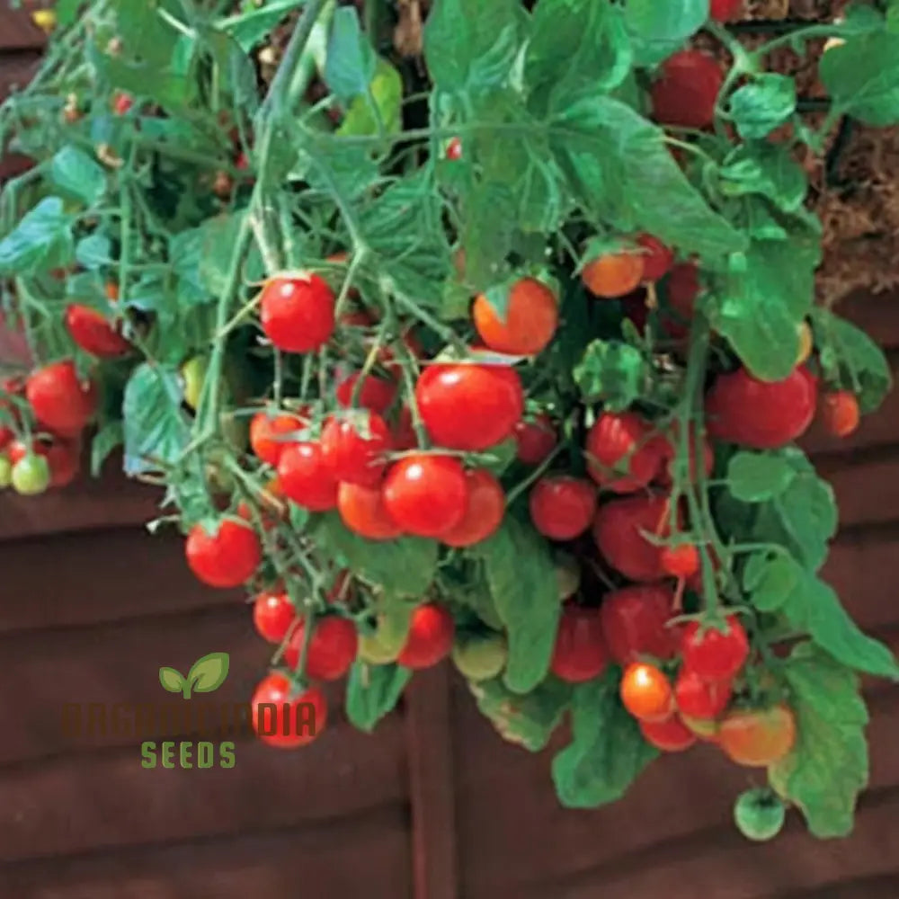 Tomato Tumbling Tom Red Seeds - Perfect For Abundant And Flavorful Hanging Basket Tomatoes