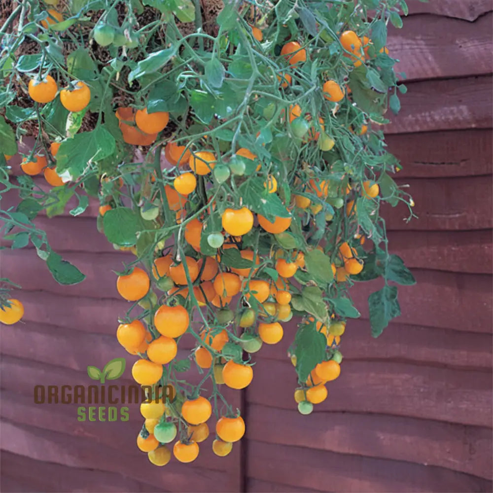 Tomato Tumbling Tom Yellow Seeds - Grow Bright And Flavorful Tumbler Tomatoes