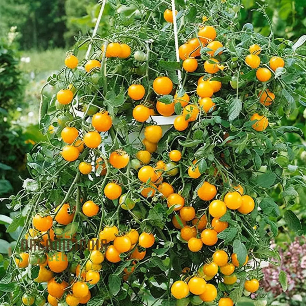 Tomato Tumbling Tom Yellow Seeds - Grow Bright And Flavorful Tumbler Tomatoes