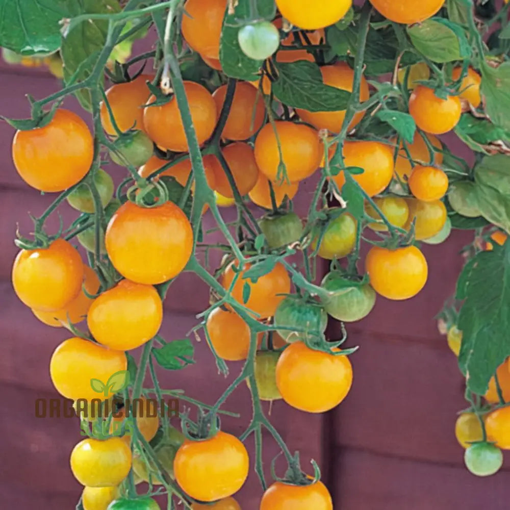 Tomato Tumbling Tom Yellow Seeds - Grow Bright And Flavorful Tumbler Tomatoes