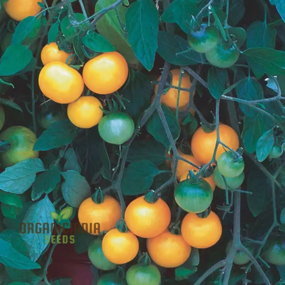 Tomato Tumbling Tom Yellow Seeds - Grow Bright And Flavorful Tumbler Tomatoes