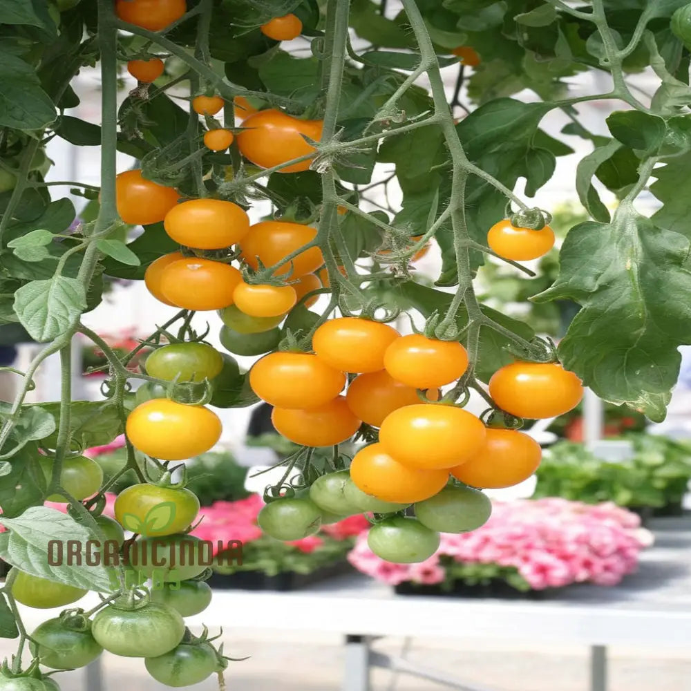 Tomato Tumbling Tom Yellow Seeds - Grow Bright And Flavorful Tumbler Tomatoes