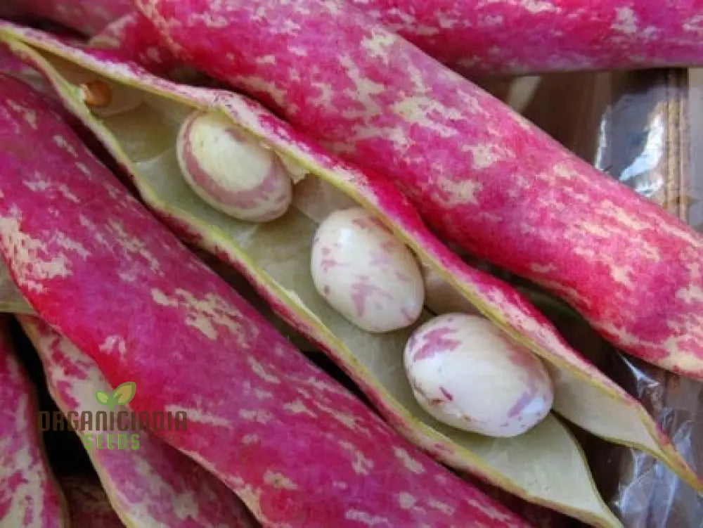 Tongue Of Fire Bean Seeds - Premium Planting For Your Garden