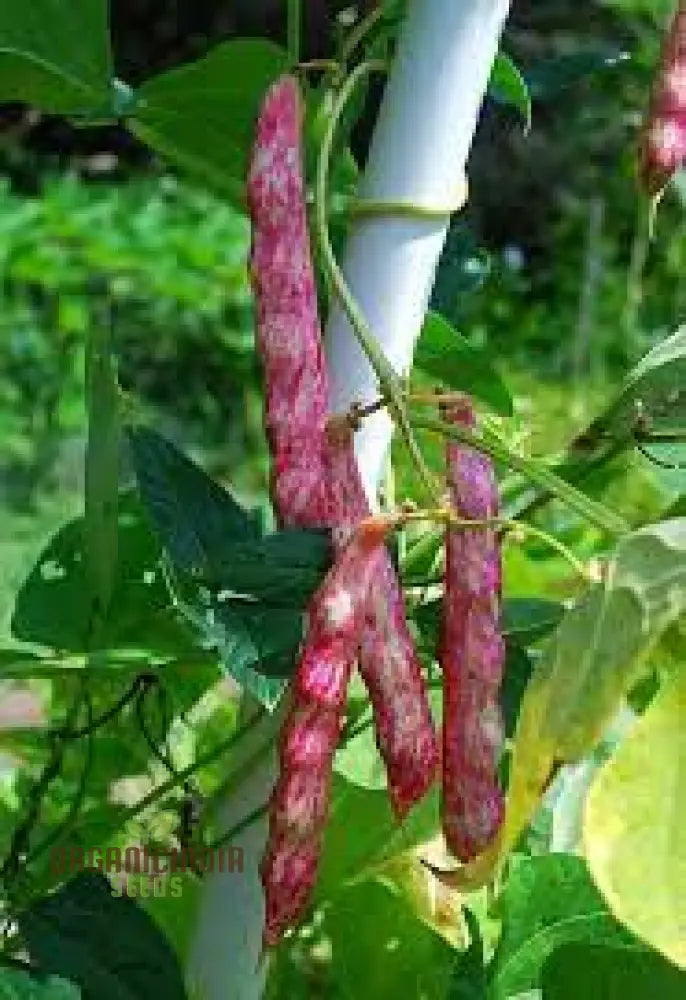 Tongue Of Fire Bean Seeds - Premium Planting For Your Garden