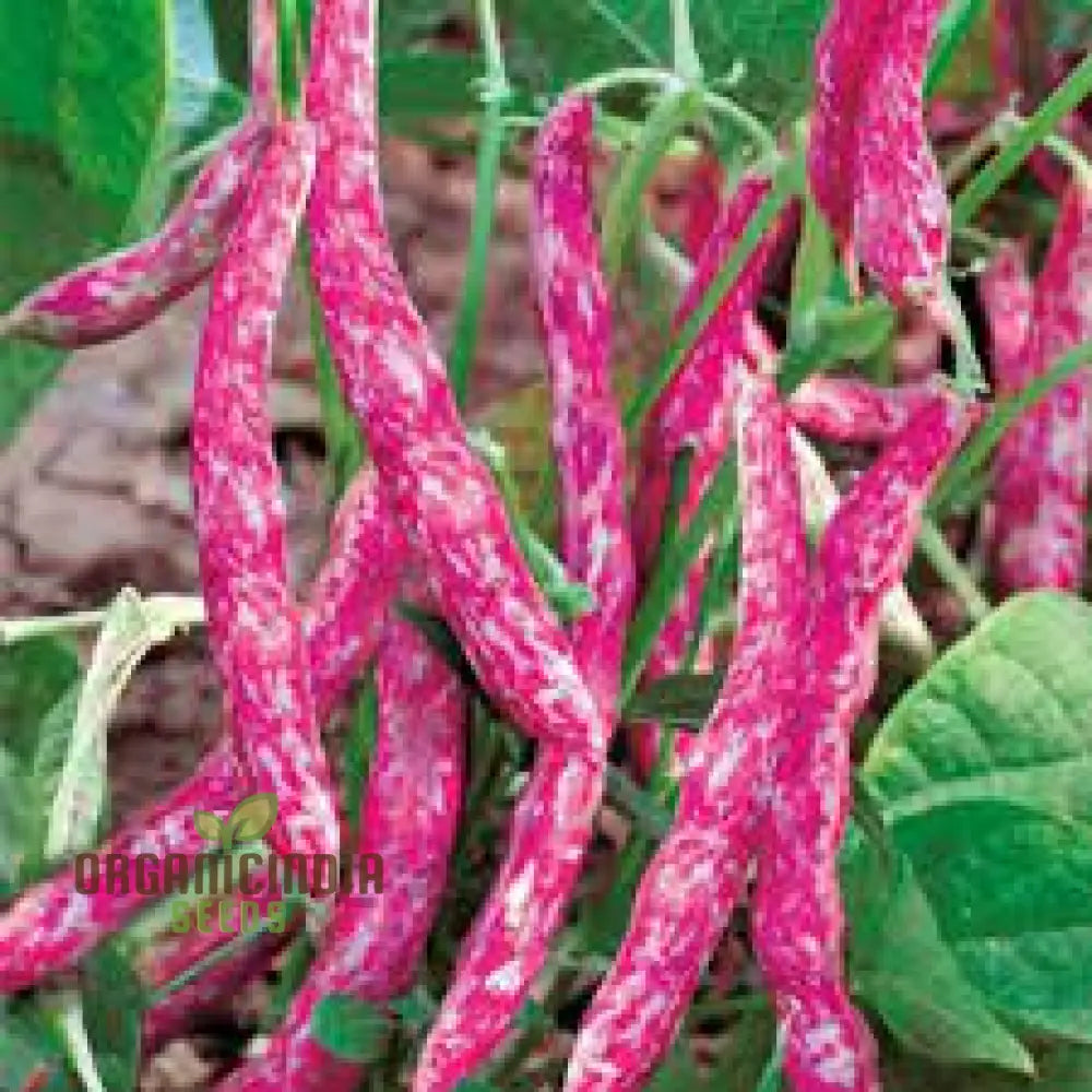 Tongue Of Fire Bean Seeds - Premium Planting For Your Garden