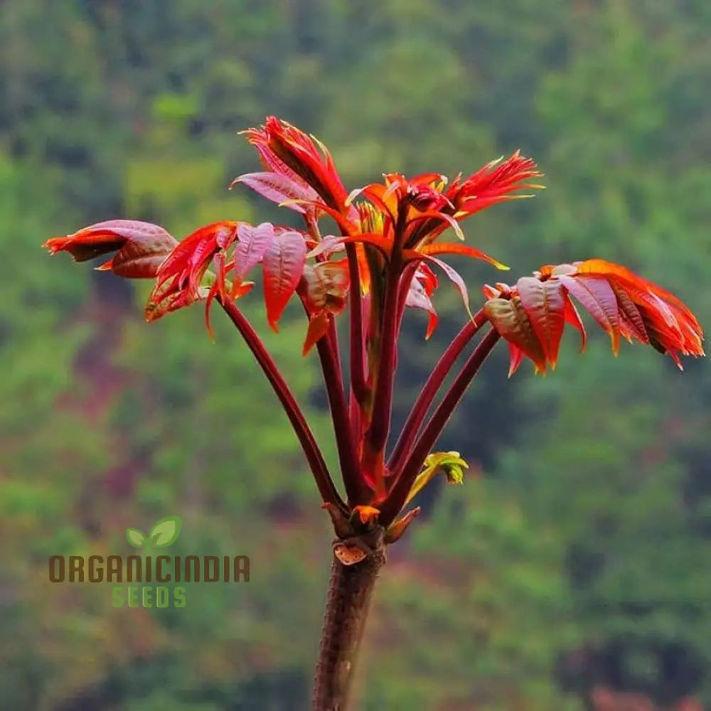 Toona Sinensis Tree Seeds Cultivating A Distinctive Addition To Your Landscape With Expert Planting