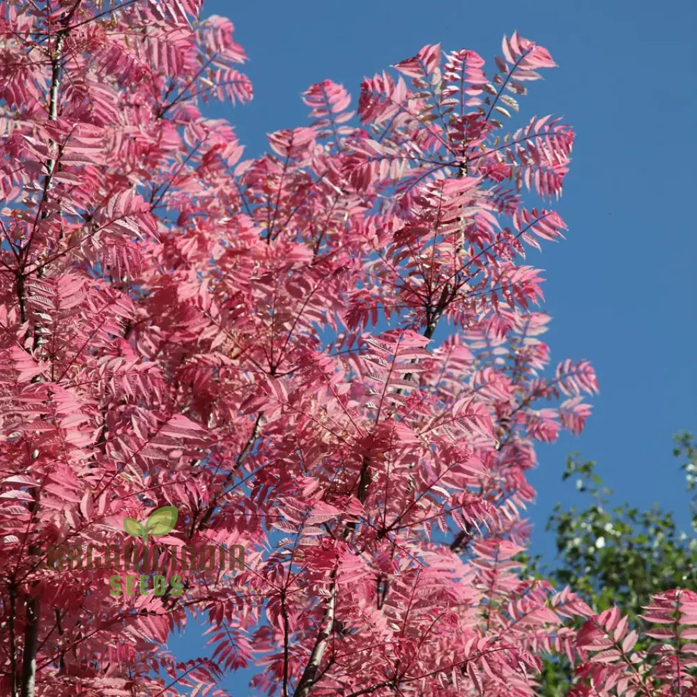 Toona Sinensis Tree Seeds Cultivating A Distinctive Addition To Your Landscape With Expert Planting