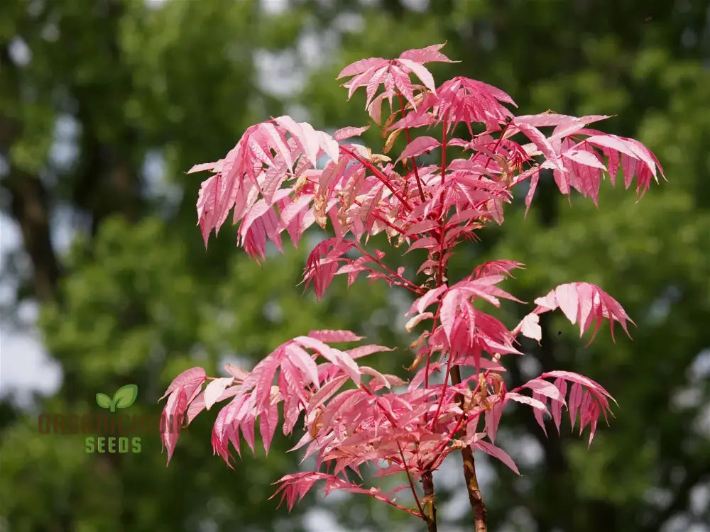 Toona Sinensis Tree Seeds Cultivating A Distinctive Addition To Your Landscape With Expert Planting