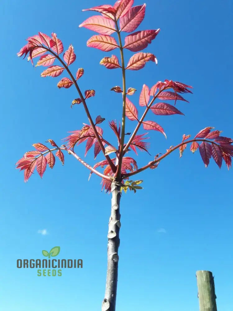 Toona Sinensis Tree Seeds Cultivating A Distinctive Addition To Your Landscape With Expert Planting