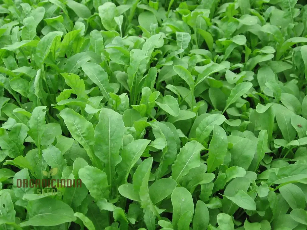 Touch Of Apollo Arugula Seeds Premium Quality For Home Gardeners Shop Exquisite Garden Vegetable