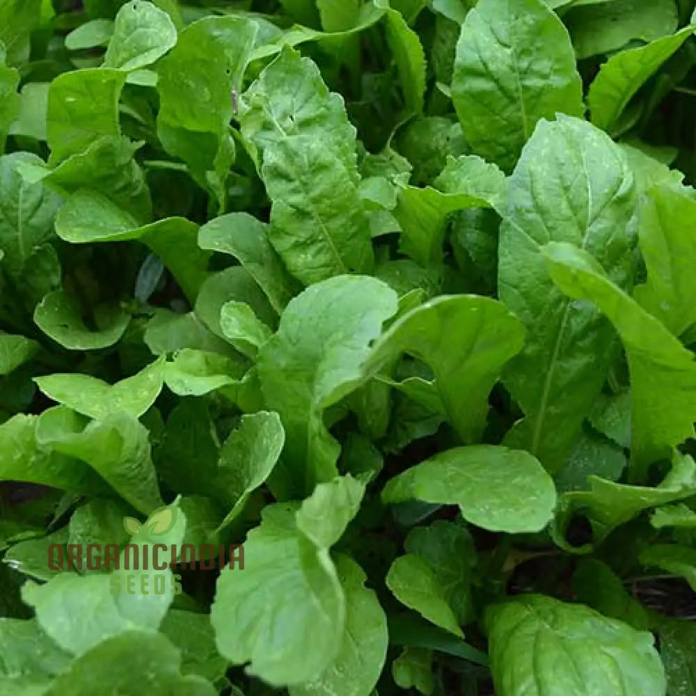 Touch Of Apollo Arugula Seeds Premium Quality For Home Gardeners Shop Exquisite Garden Vegetable