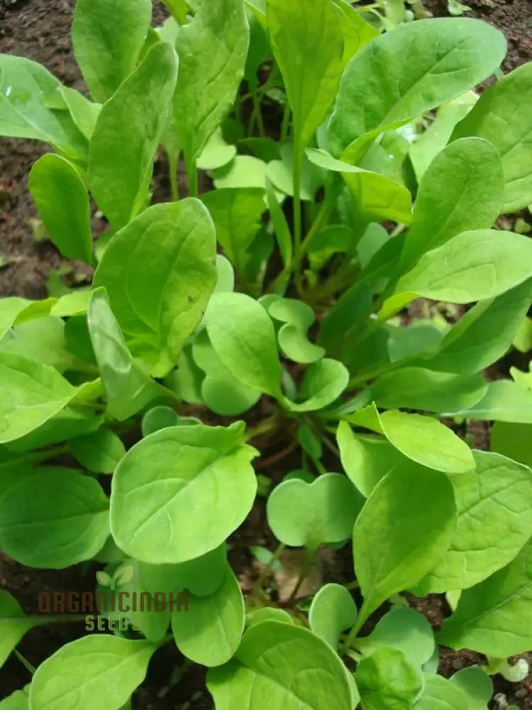 Touch Of Apollo Arugula Seeds Premium Quality For Home Gardeners Shop Exquisite Garden Vegetable