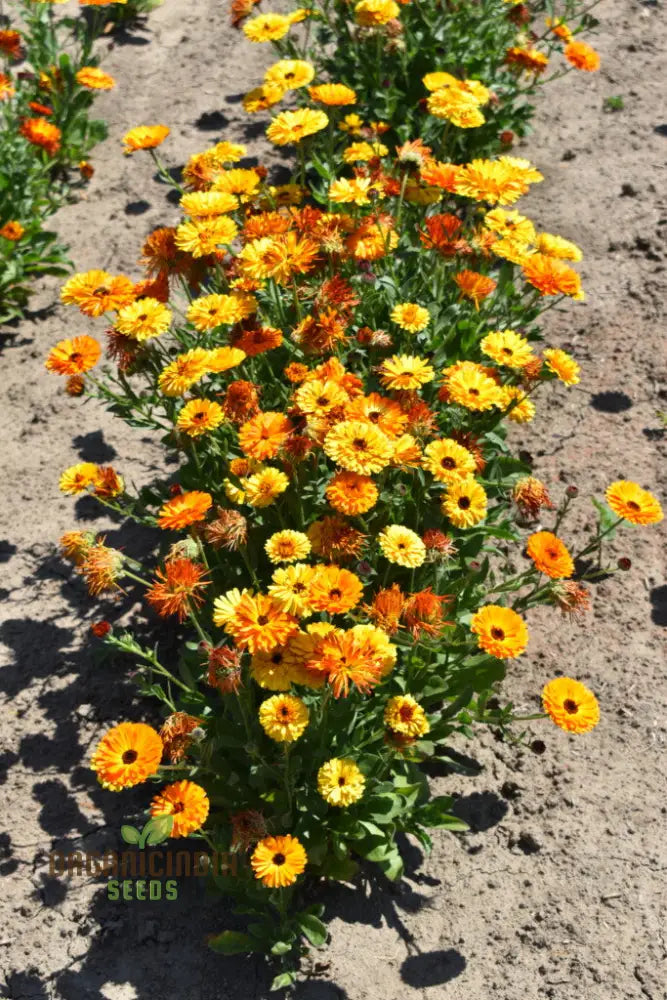 ’Touch Of Red Buff Calendula Flower Seeds Premium Garden For Vibrant Blooms Gardening Seeds