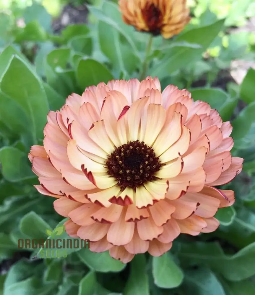 ’Touch Of Red Buff Calendula Flower Seeds Premium Garden For Vibrant Blooms Gardening Seeds