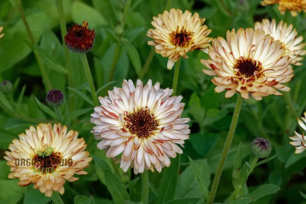 ’Touch Of Red Buff Calendula Flower Seeds Premium Garden For Vibrant Blooms Gardening Seeds