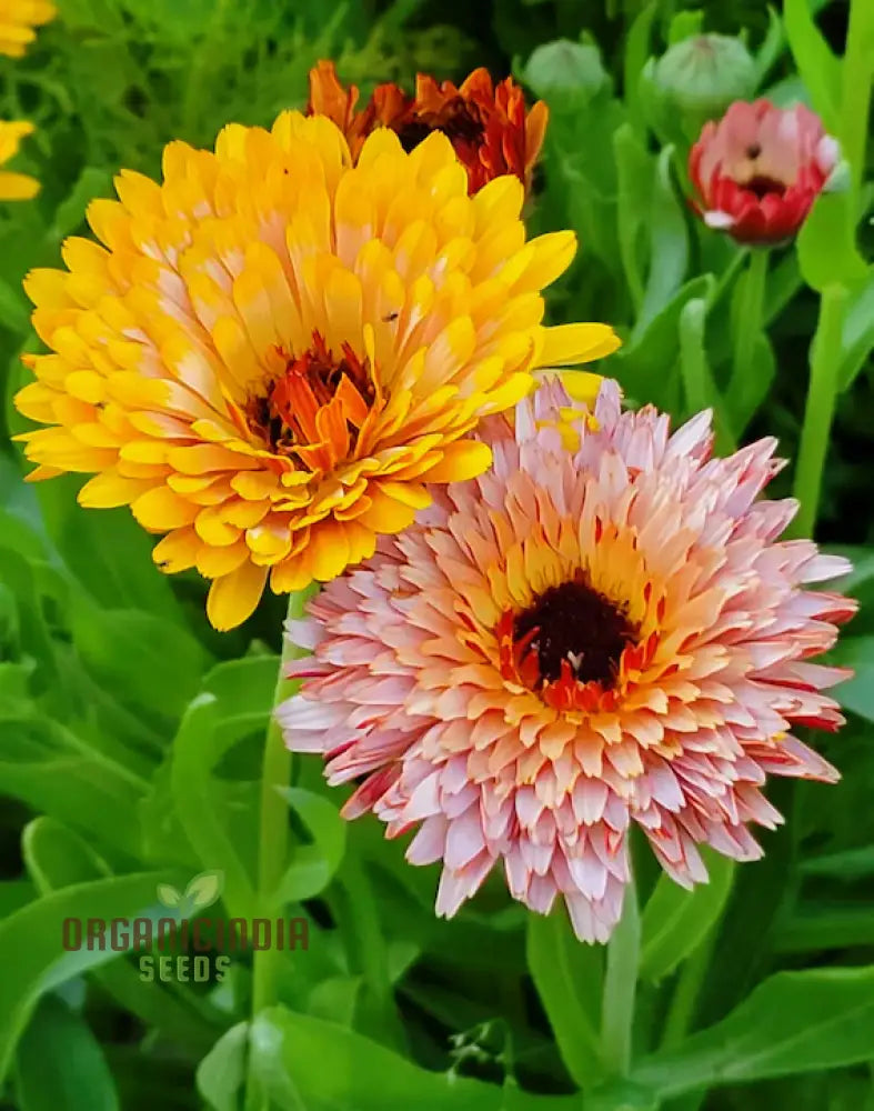 ’Touch Of Red Buff Calendula Flower Seeds Premium Garden For Vibrant Blooms Gardening Seeds