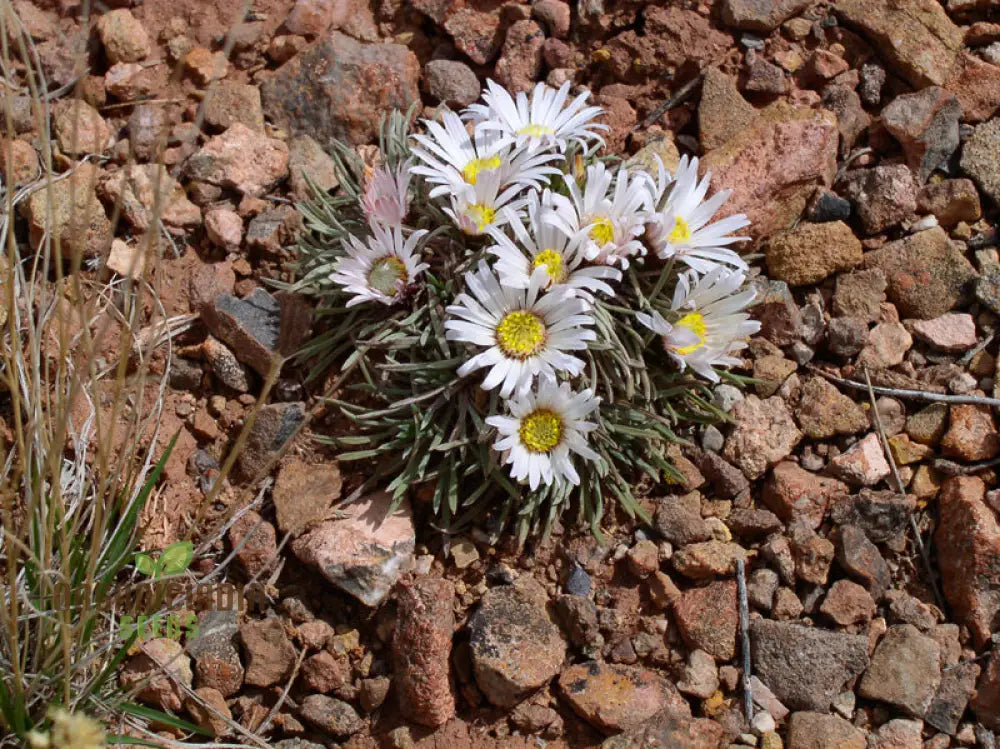 Townsendia Hookeri Seeds For Gardening Enthusiasts | Rare Wildflower Home Gardens And Landscaping