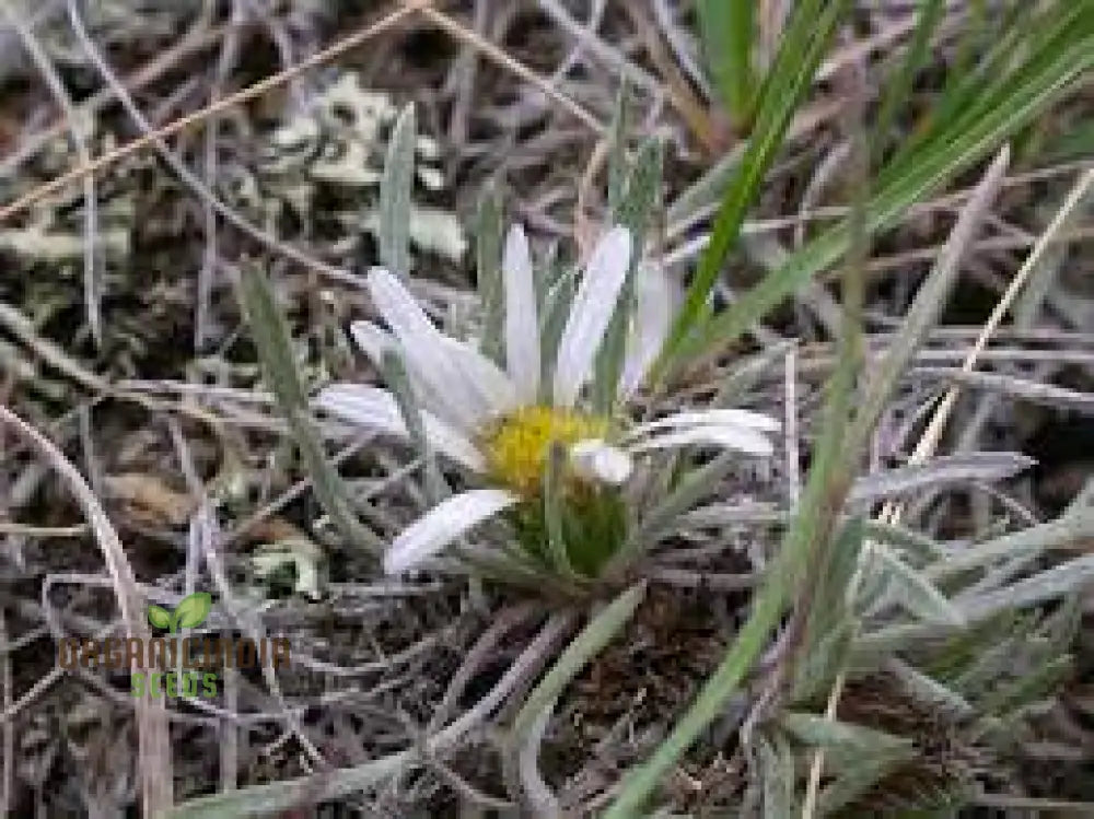 Townsendia Hookeri Seeds For Gardening Enthusiasts | Rare Wildflower Home Gardens And Landscaping