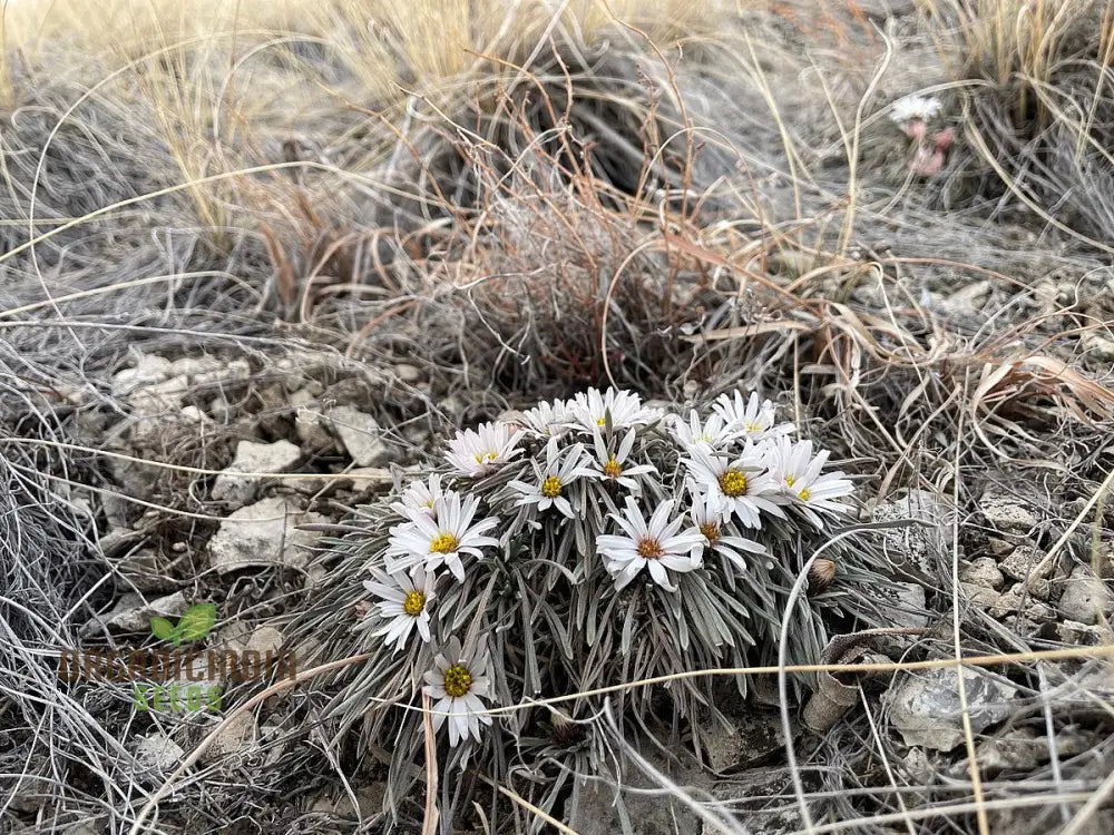 Townsendia Hookeri Seeds For Gardening Enthusiasts | Rare Wildflower Home Gardens And Landscaping