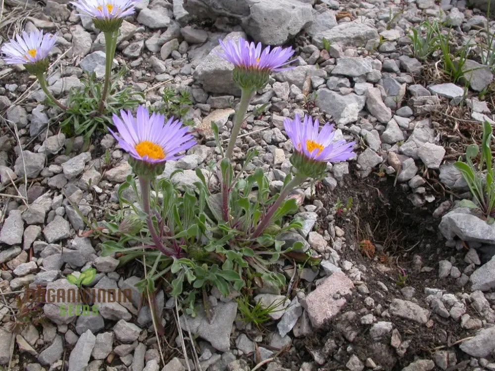 Townsendia Parryi Seeds For Exquisite Garden Blooms | Hardy Perennial Wildflower Gardening