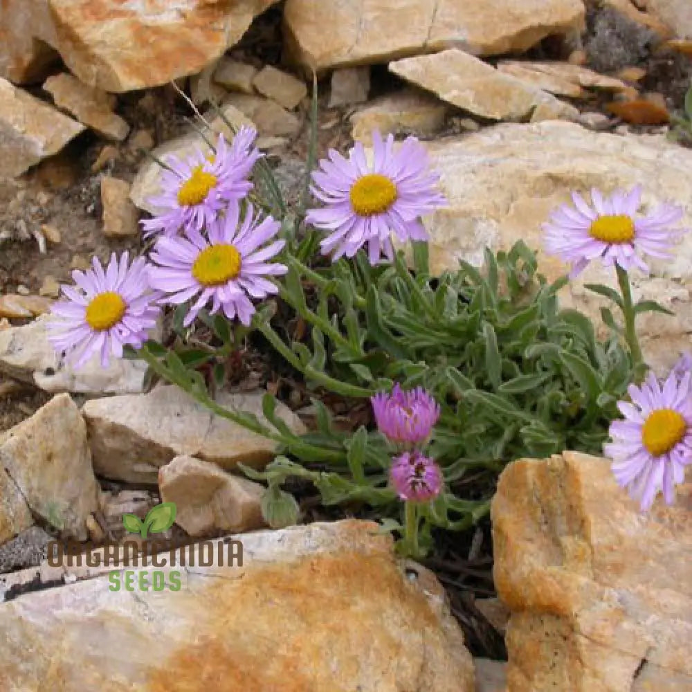 Townsendia Parryi Seeds For Exquisite Garden Blooms | Hardy Perennial Wildflower Gardening