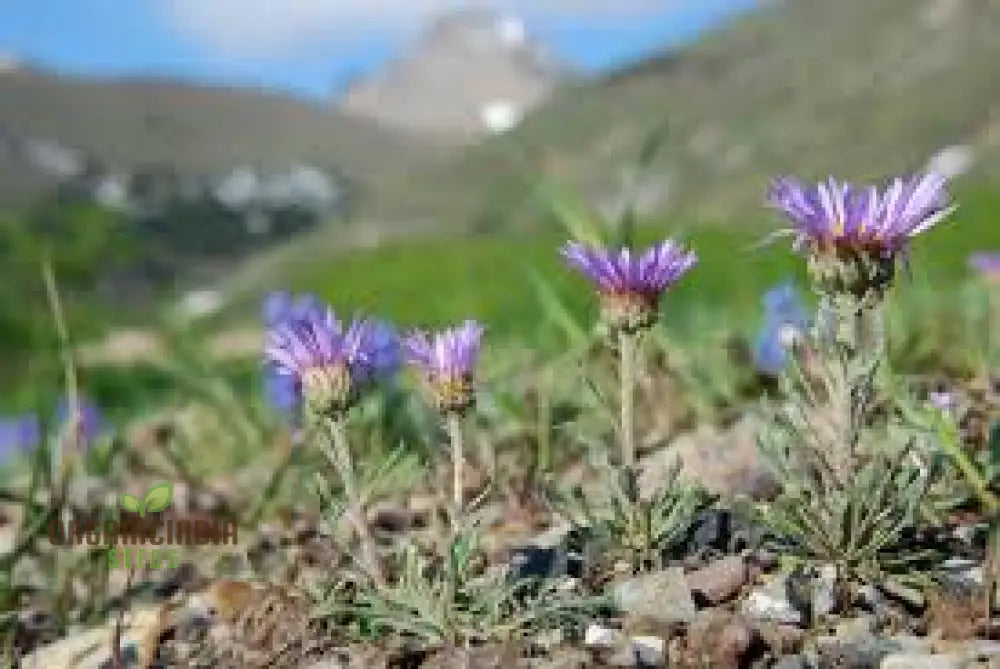 Townsendia Parryi Seeds For Exquisite Garden Blooms | Hardy Perennial Wildflower Gardening